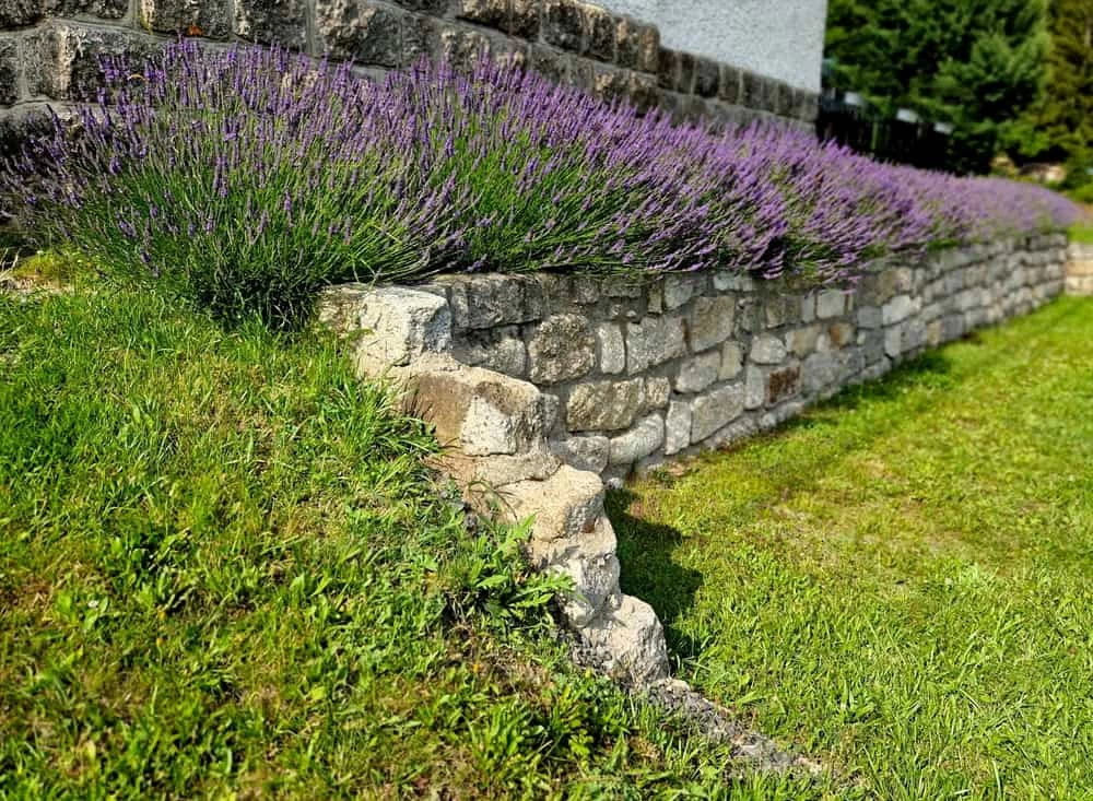 Stone terraces with stairs and retaining walls in a sloping park — home remodeling in Contra Costa County